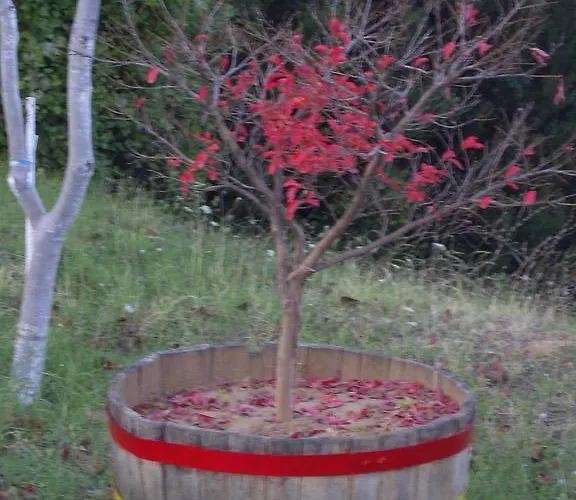 Penzion Kastania Korakis